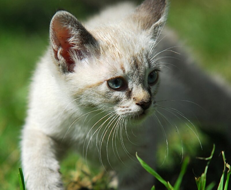 Kitten in Grass — White, Calm