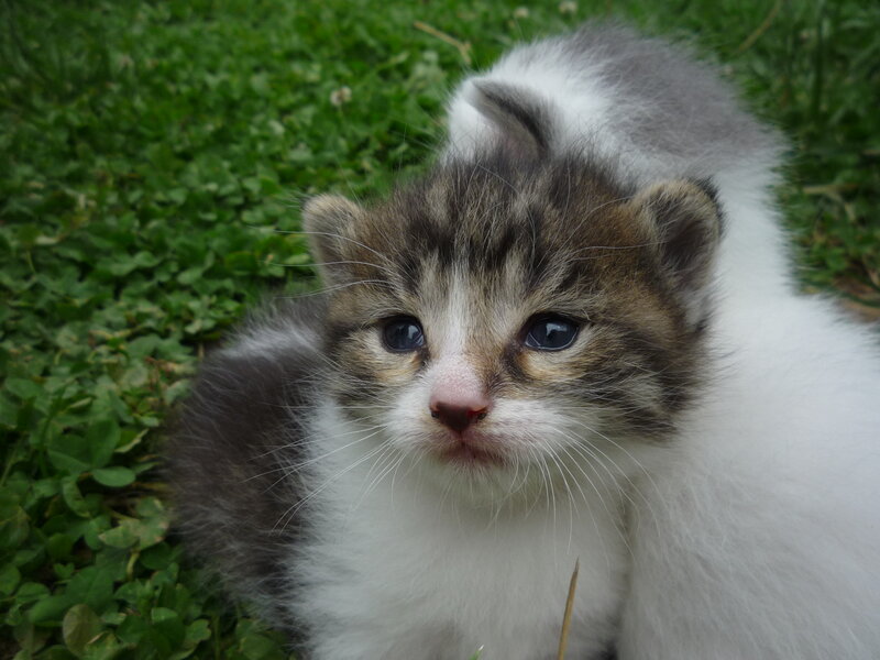 Kitten in Grass — White