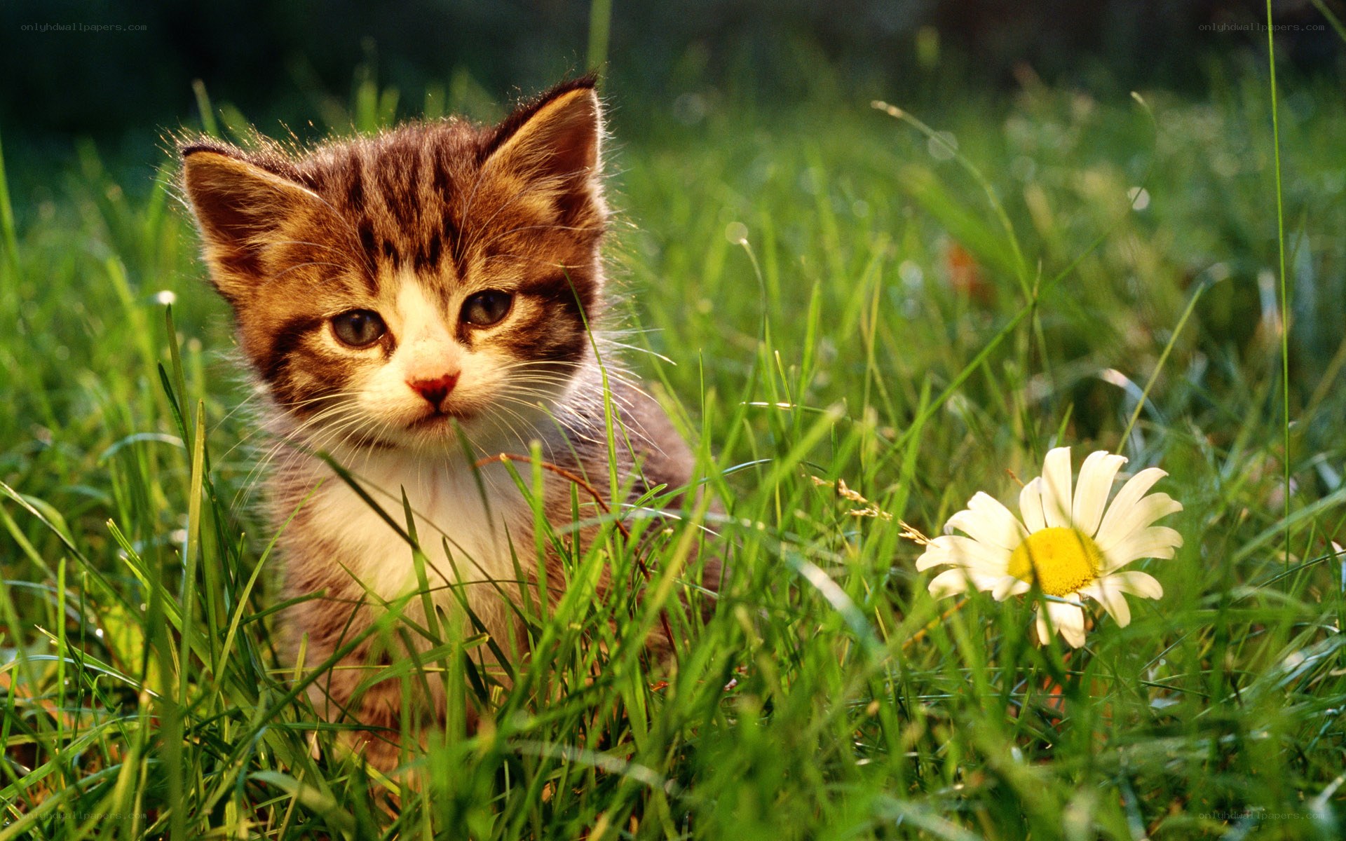 kitten in grass with daisy