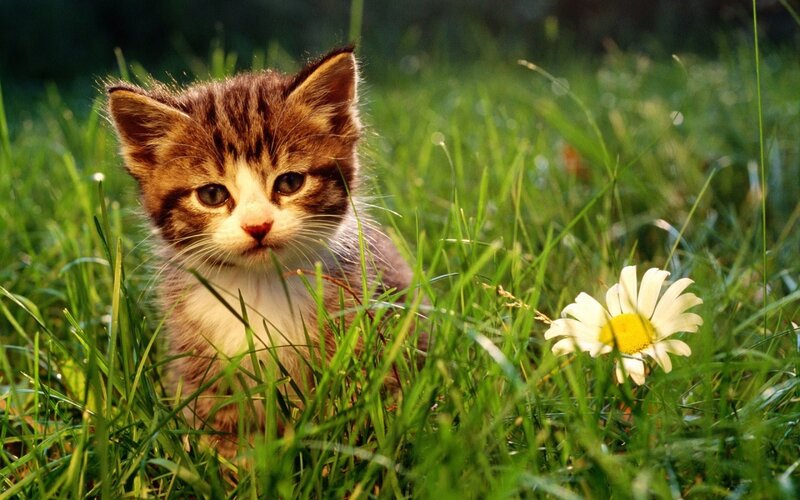 kitten in grass with daisy