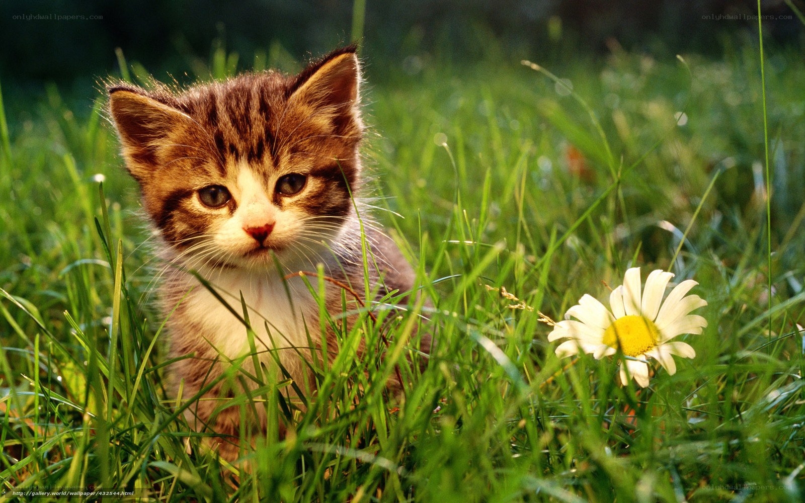 kitten in grass with daisy