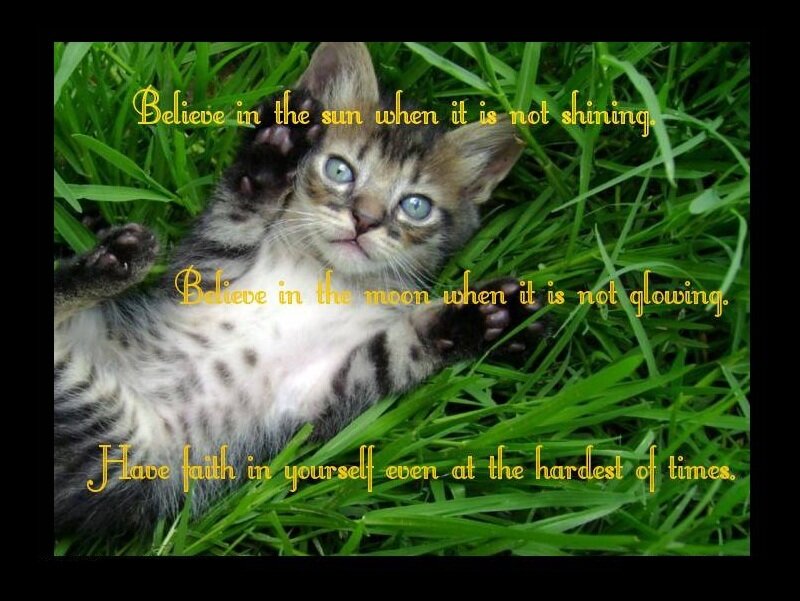 kitten in grass with quote
