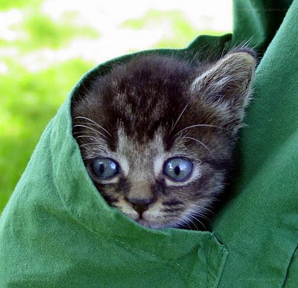 kitten in green cloth