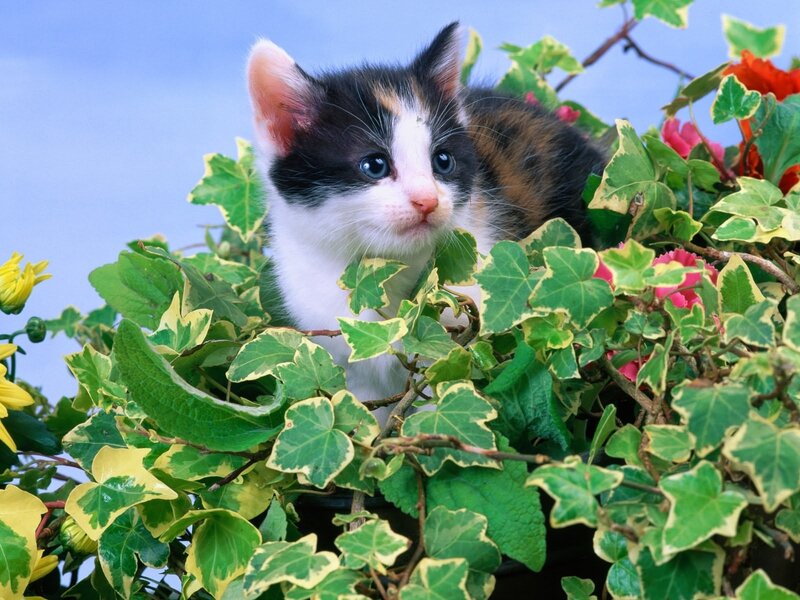 kitten in green foliage