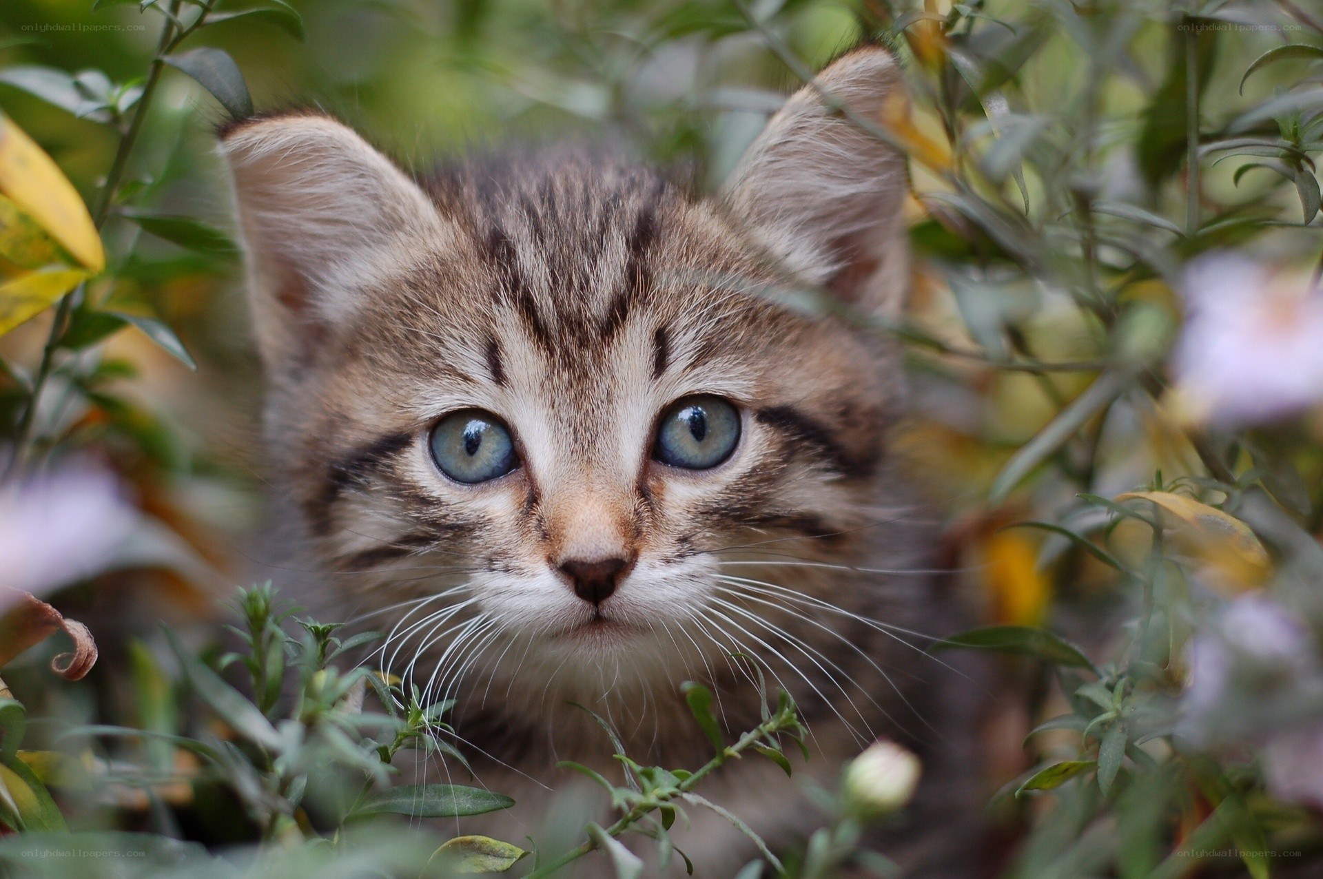 kitten in green foliage