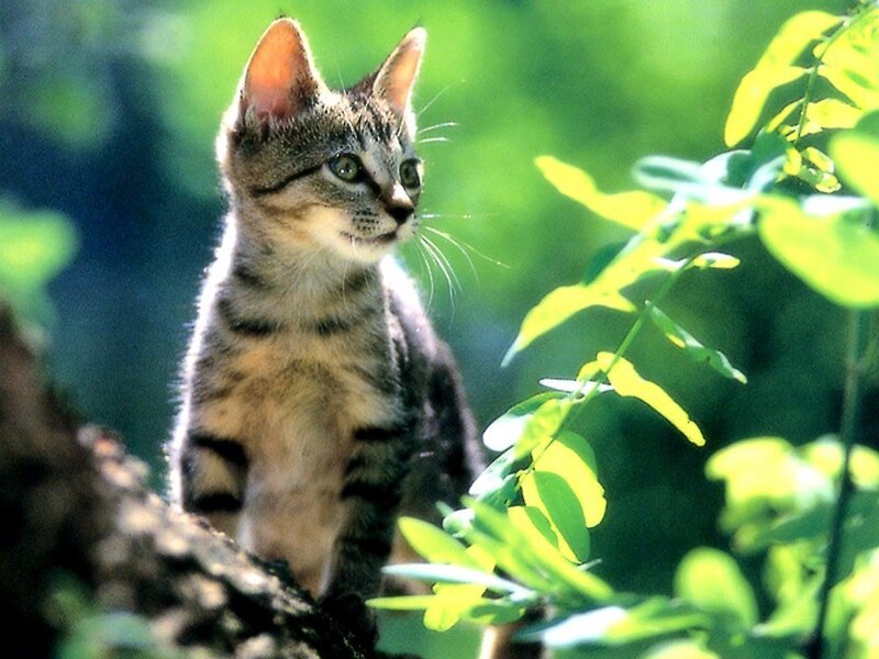 kitten in green foliage