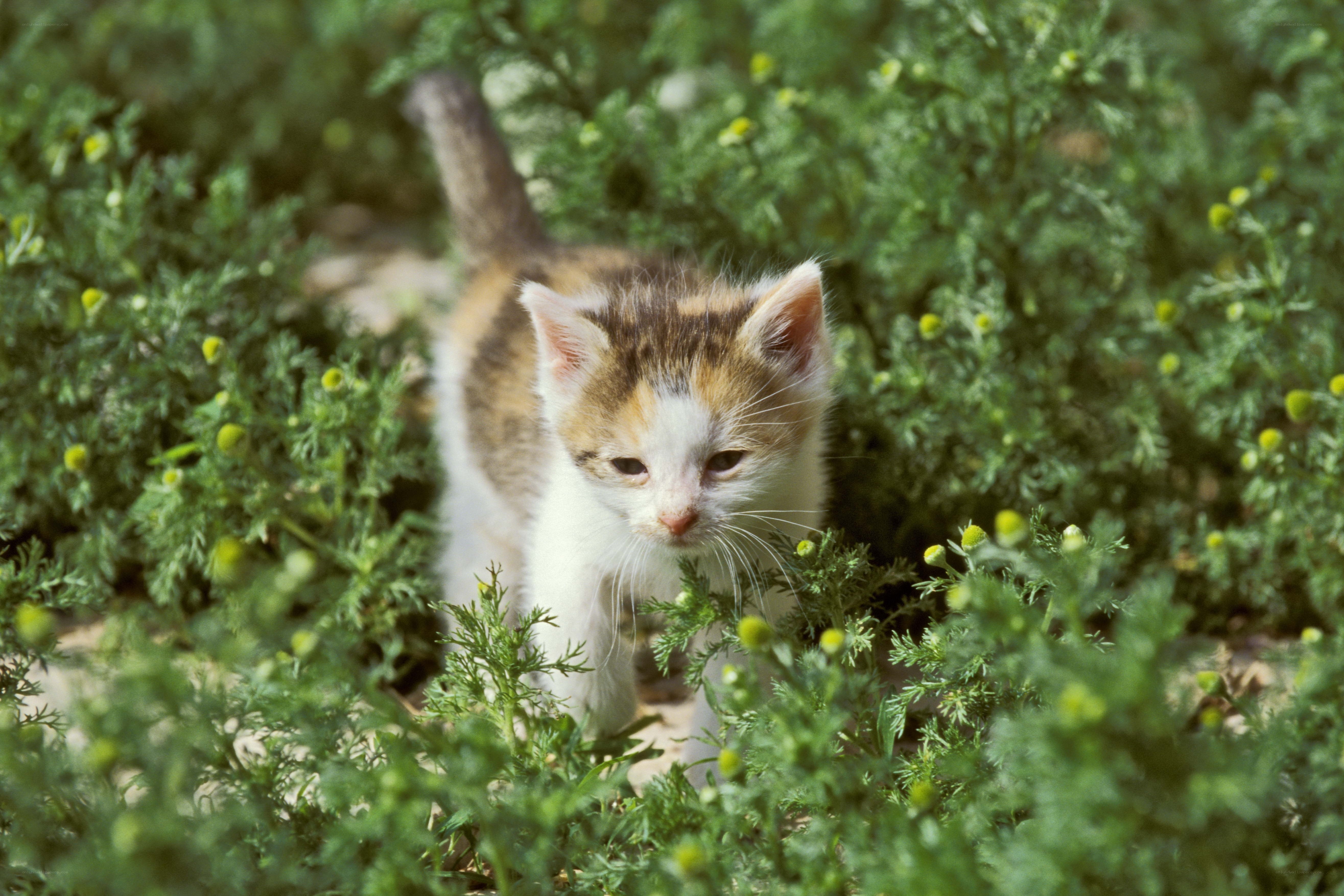 kitten in green foliage