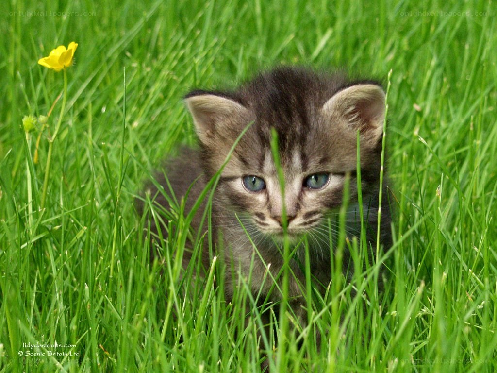 kitten in green grass