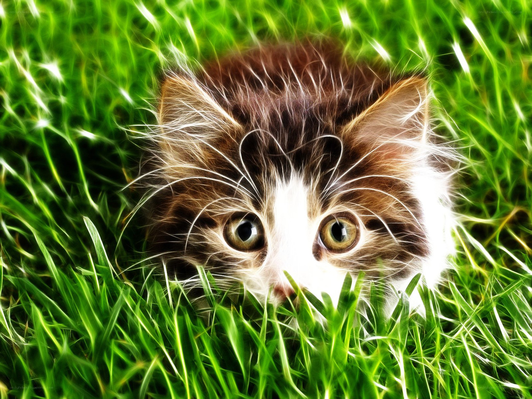 kitten in green grass