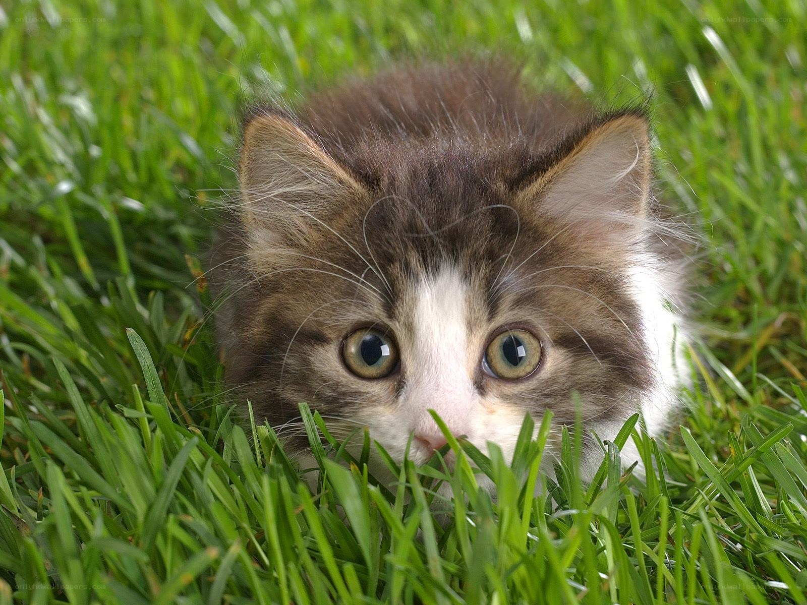 kitten in green grass