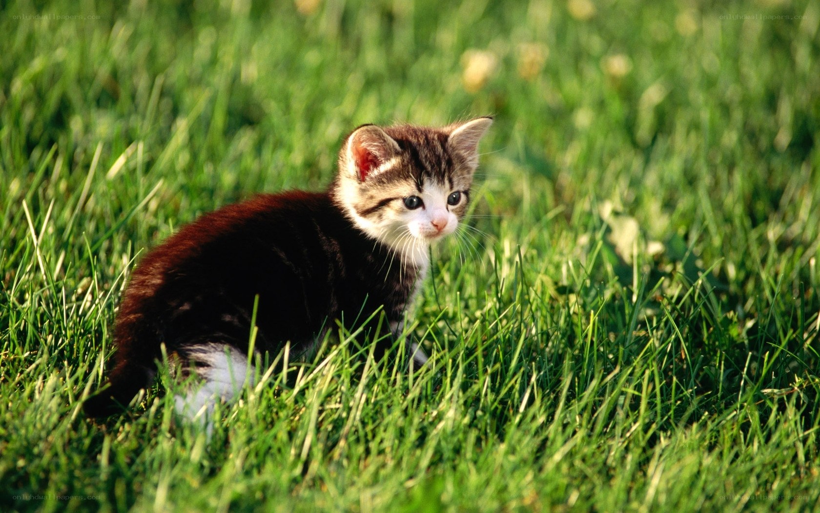 kitten in green grass