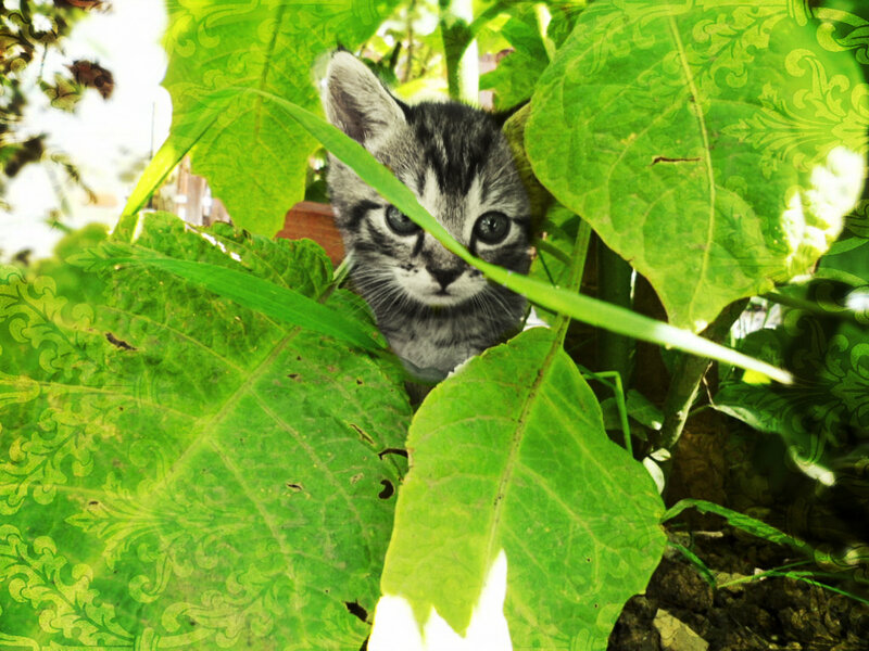 Kitten in Green Leaves