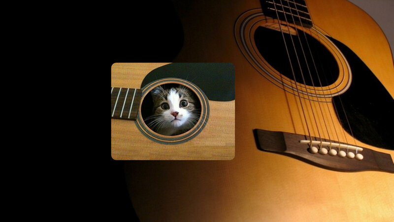 Kitten in Guitar Soundhole