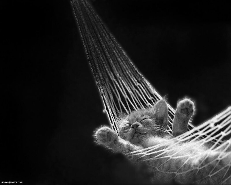 Kitten in Hammock — Black, Serene, Night