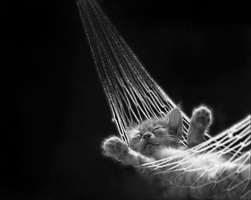 Kitten in Hammock — Black, Serene