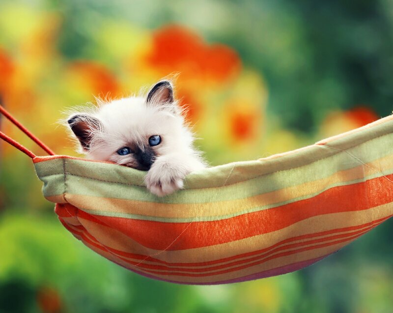 Kitten in Hammock — Green, Calm