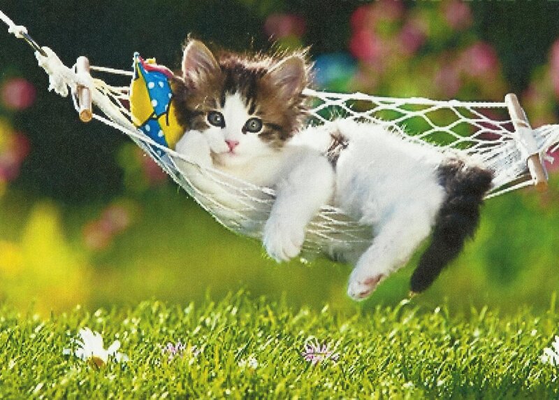 Kitten in Hammock — Green, Peaceful, Afternoon
