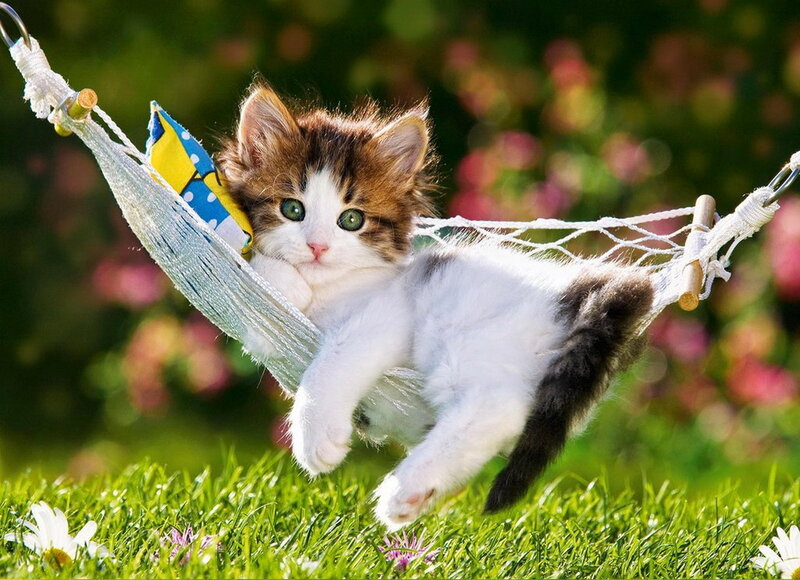Kitten in Hammock — Green, Peaceful