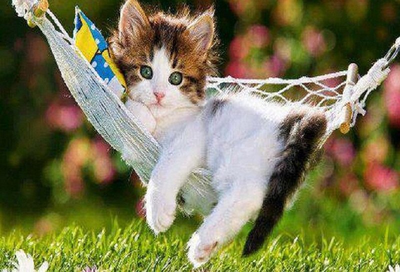 Kitten in Hammock — Green, Relaxed, Afternoon