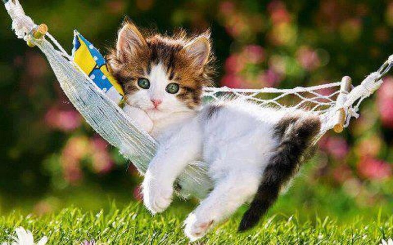 Kitten in Hammock — Green, Relaxed
