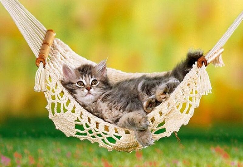 Kitten in Hammock — Green, Serene