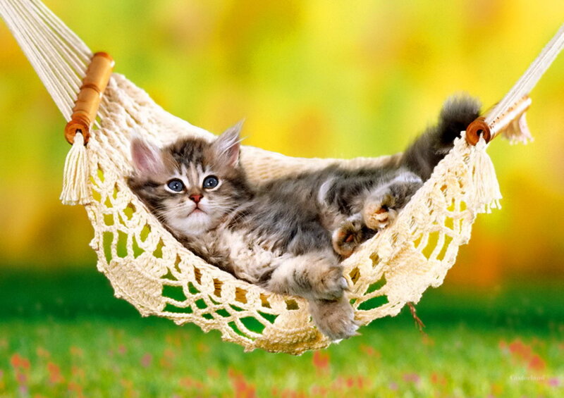 Kitten in Hammock — Green