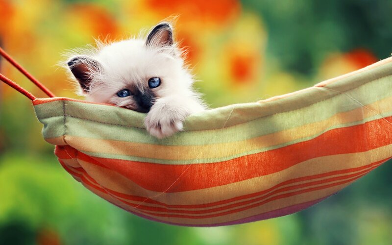 Kitten in Hammock — Orange, Calm