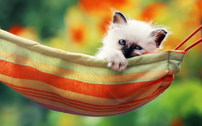 Kitten in Hammock — Orange