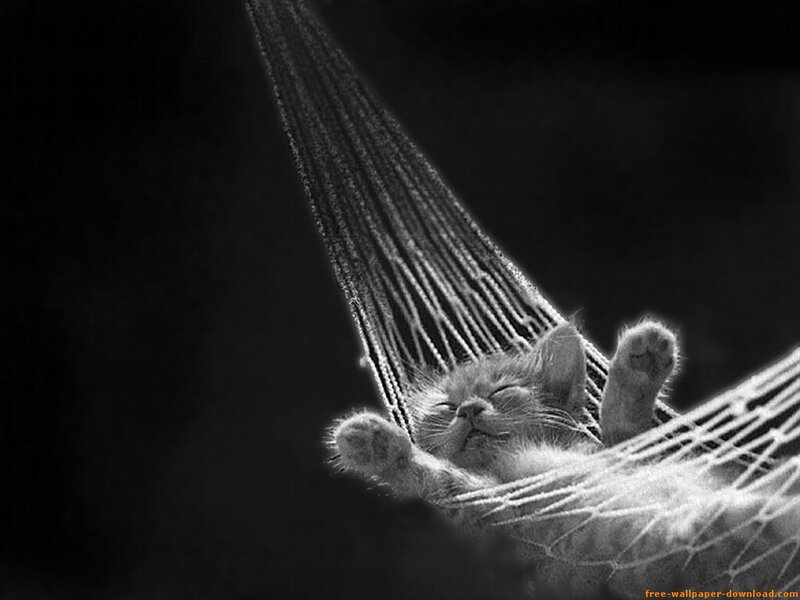 Kitten in Hammock