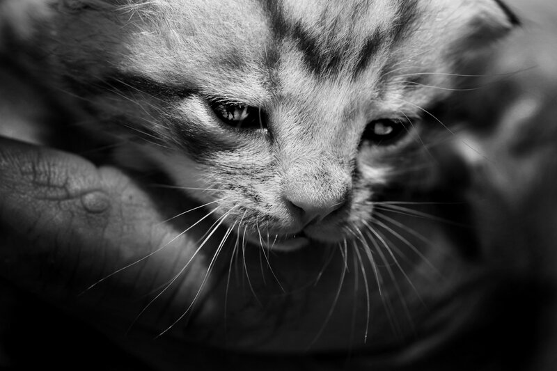 kitten in hand