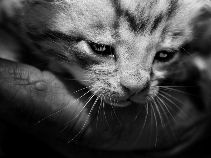 Kitten in Hand — Black