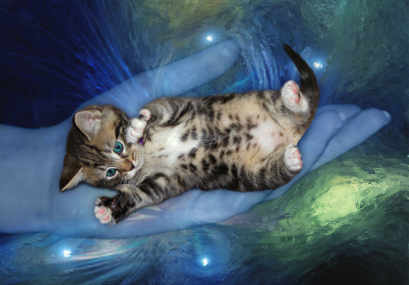 Kitten in Hand — Blue