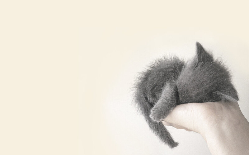 kitten in hand