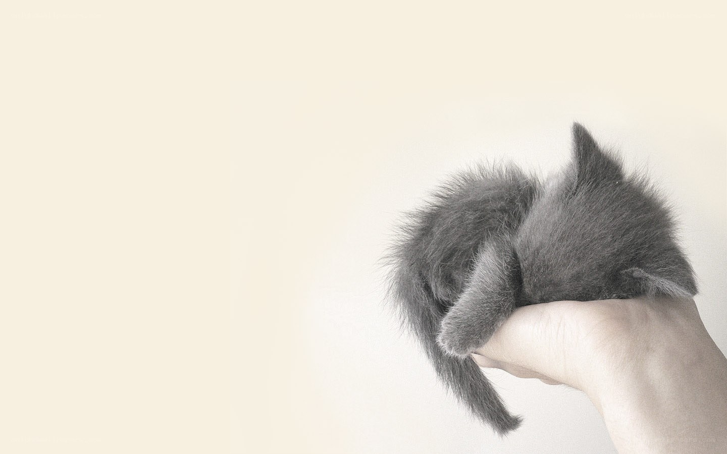 kitten in hand