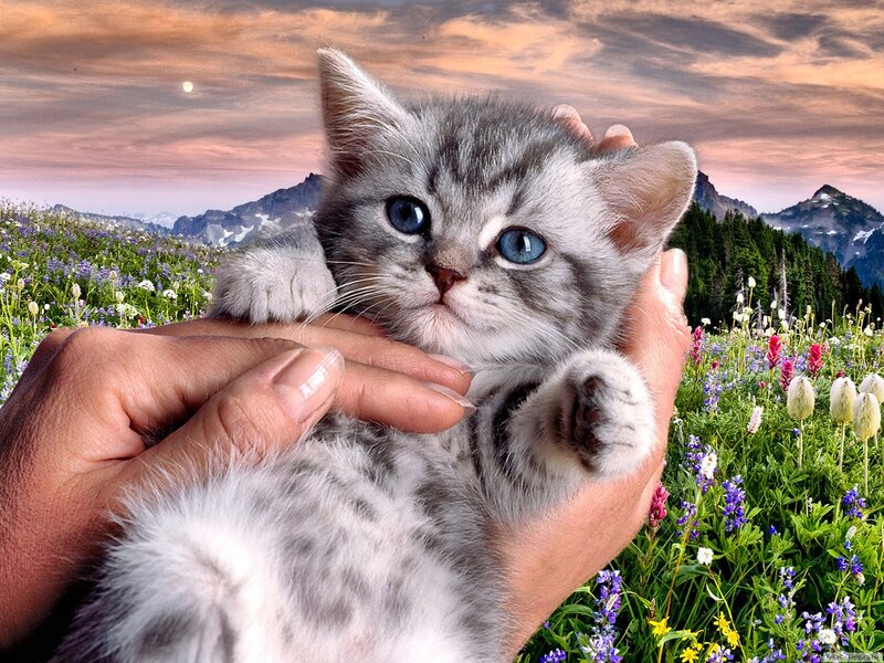kitten in hands at sunset