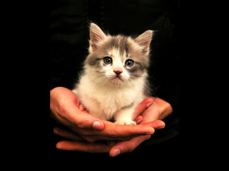 Kitten in Hands — Black, Calm
