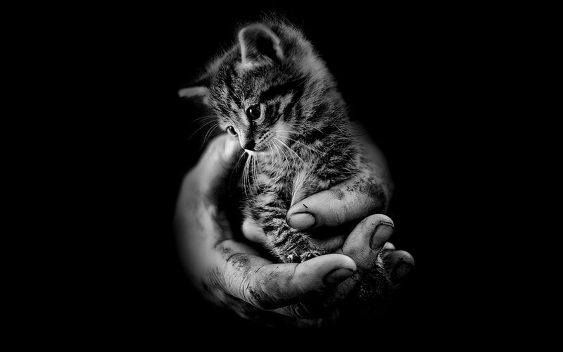 Kitten in Hands — Black