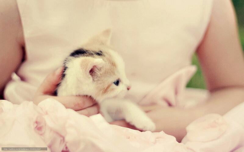 Kitten in Hands — Pink