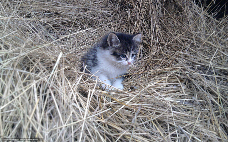 kitten in hay bale