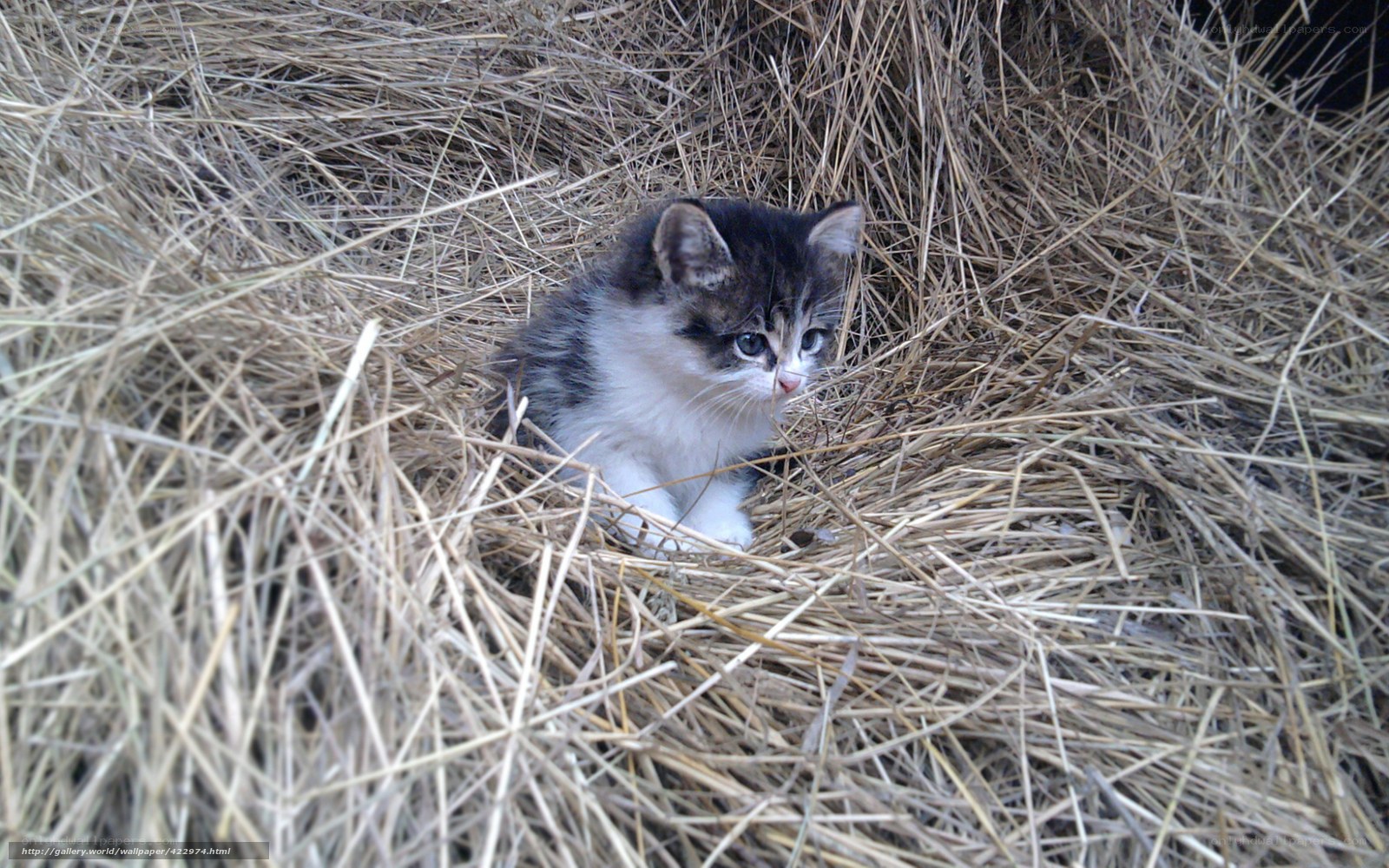kitten in hay bale