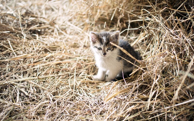 Kitten in Hay — Brown