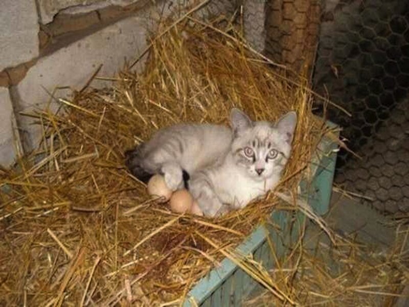 Kitten in Hay Nest