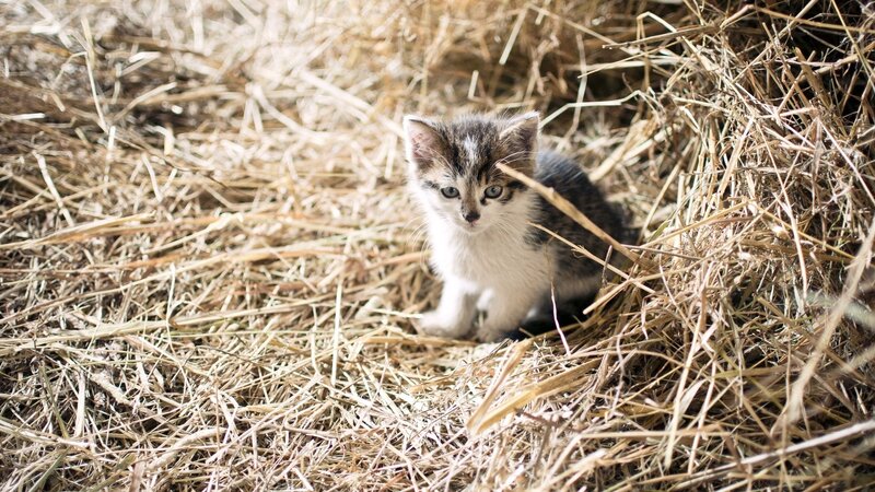 kitten in hay