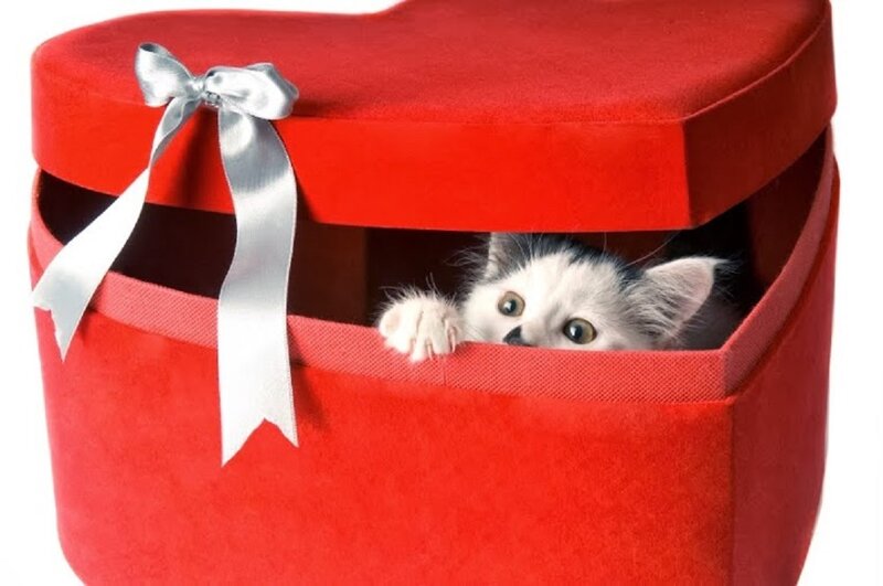Kitten in Heart Box — Red