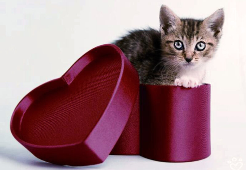 Kitten in Heart Box
