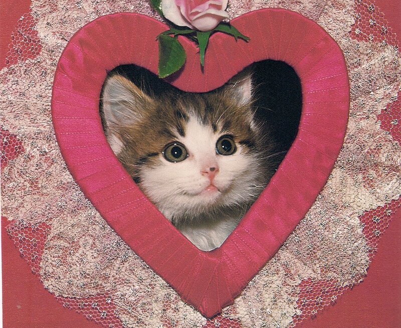 Kitten in Heart Frame