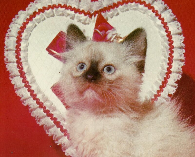 Kitten in Heart Frame — White