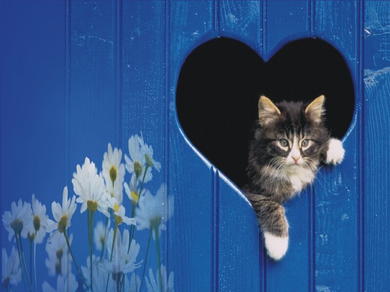 kitten in heart-shaped hole