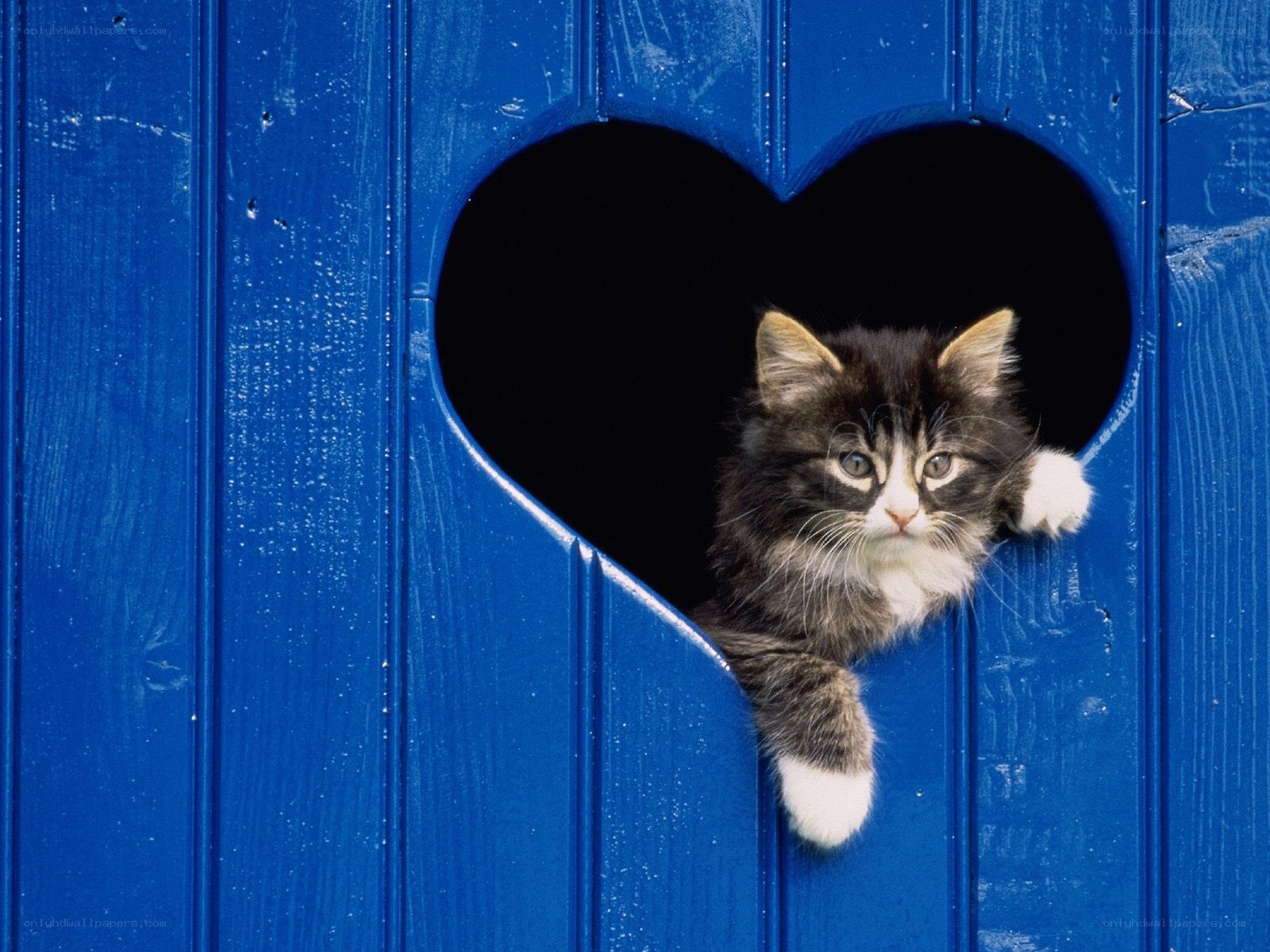 kitten in heart-shaped hole