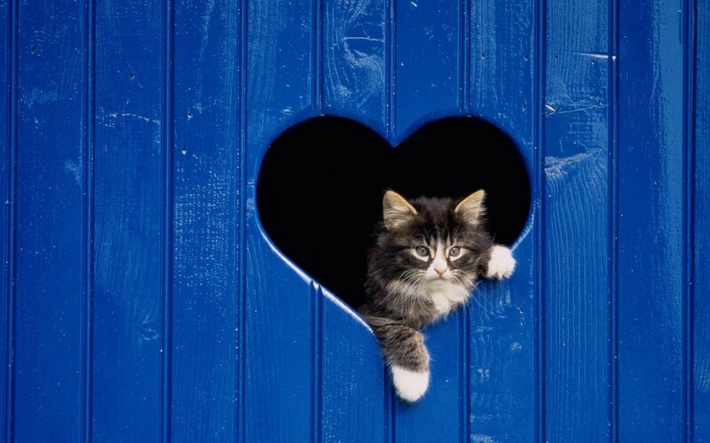 kitten in heart-shaped hole